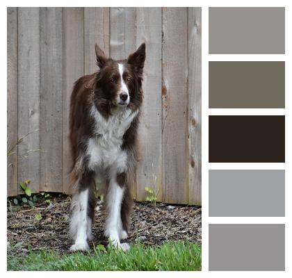 Dog Border Collie Canine Image